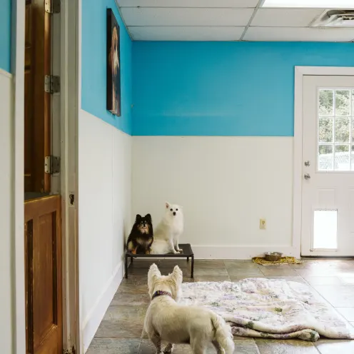 The Pet Spa & Resort Indoor Daycare. A bunch of dogs hanging out in their Indoor Daycare where there's a white big blanket.